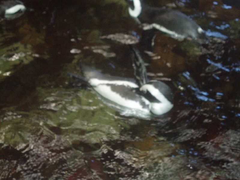 KeHa_in_South_Africa - 075